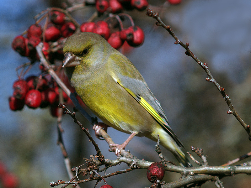 Verdone (Carduelis chloris)